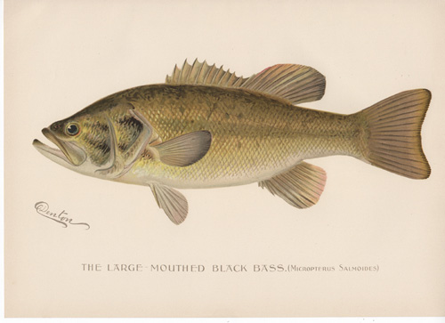 Denton fish lithograph from 1896